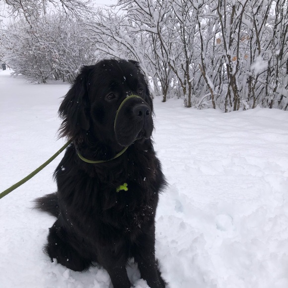 Meet your Posher, Alexandra (Alexia) - Picture 10 of 13